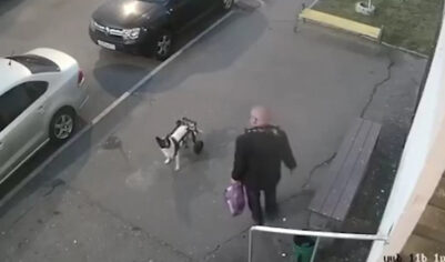 Живодер, избивший собаку-инвалида, объяснил свой поступок