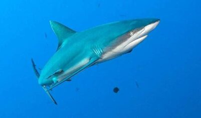 Акула-нянька укусила россиянку на Мальдивах