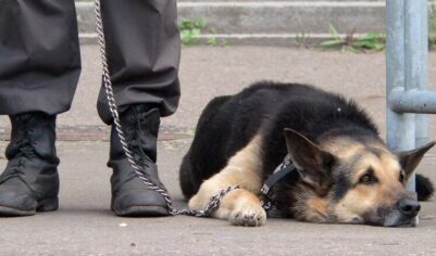 Медведь бы оставил следы: стали известны детали поисков пропавшей в тайге семьи