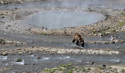 В столице Камчатки о появлении медведя предупреждают сирены