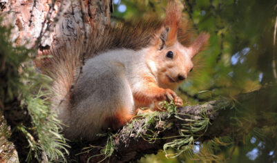 Подростка застрелили на охоте: приняли за белку