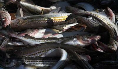 Страна G7 резко нарастила закупки российской рыбы