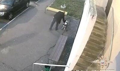 Жителя Подмосковья задержали за избиение собаки-инвалида