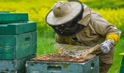 Пчелиный геноцид