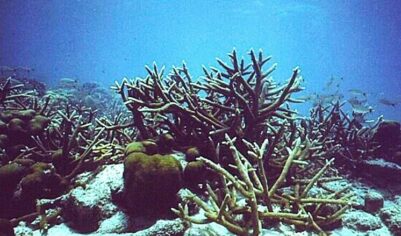 «Новая реальность»: Земля вступила приблизилась к первому катастрофическому необратимому перелому