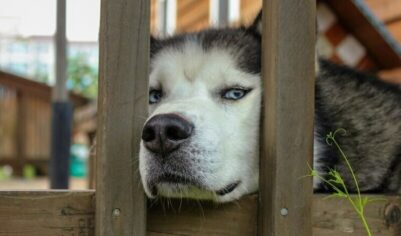 Прояснилась судьба собаки, убившей младенца в Подмосковье