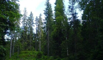 «Осталась только детская игрушка»: депутат Кулеш рассказал о поисках семьи Усольцевых в тайге