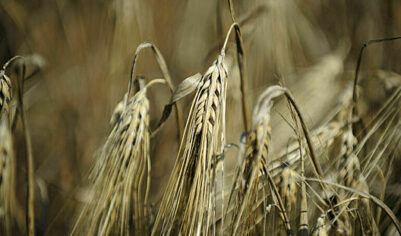 Пошлина на экспорт пшеницы с 29 октября вырастет в 1,7 раза