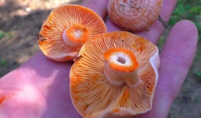 А Вы знали, что рыжики можно есть даже сырыми. Рассказываю как