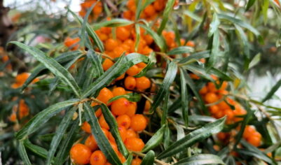 «Сибирское чудо»: облепиха стала на Западе модным суперфудом