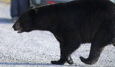 «Меня съест медведь»: хищник устроил охоту за ребенком в магазине