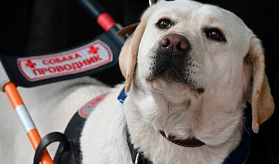 Патриарх Кирилл попросил пускать в храм людей с собаками-поводырями