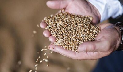 Россия резко повысила пошлину на экспорт пшеницы