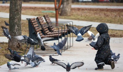 Российские ученые научились превращать голубей в биодроны