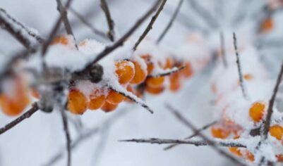 Оранжевое настроение: 5 рецептов с облепихой, чем полезны эти ягоды