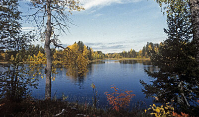 У Пинежского заповедника появится талисман