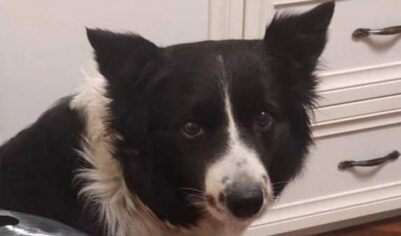 Хозяйка убитой вором бордер-колли Симы планирует взять новую собаку