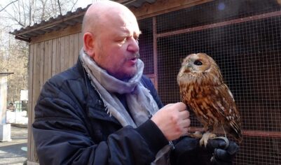Москва пернатая: от вяхиря до полярной совы