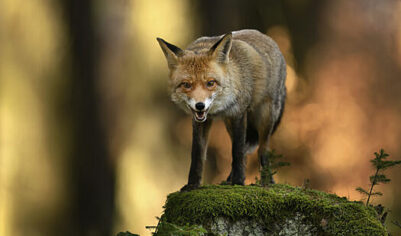 Жительницу Новосибирска покусала дикая лиса