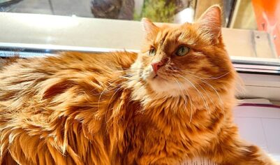 АЦ ВЦИОМ: У большинства российских семей есть домашние животные