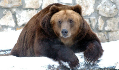 Медведь напал на мужчину в общественном туалете