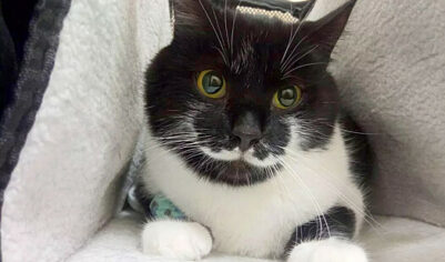 «Мосветобъединение»: кота с «гусарскими усами» спасли на СВО и поселили в Москве