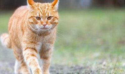 «Не мяукают, а нявкают»: журналист в Львове пожаловался на «русскоязычных» котов (ФОТО)