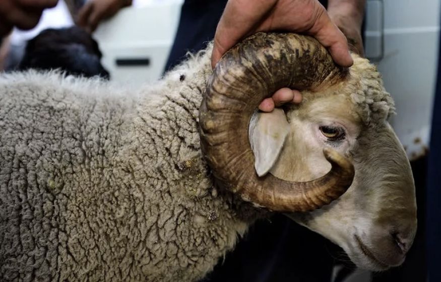 Забой барана во дворе жилого дома: мигрант устроил ритуальное «шоу» на глазах у детей Забой барана во дворе жилого дома: мигрант устроил ритуальное «шоу» на глазах у детей