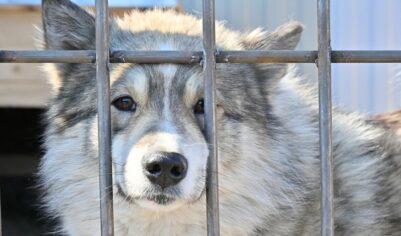 Зоозащитники разнесли хабаровский приют: подано несколько заявлений о побоях и повреждении имущества
