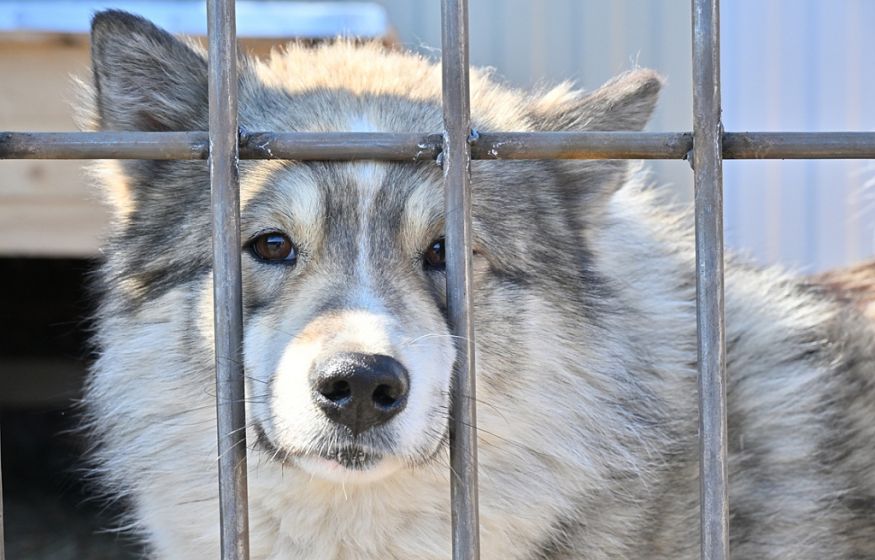 Зоозащитники разнесли хабаровский приют: подано несколько заявлений о побоях и повреждении имущества