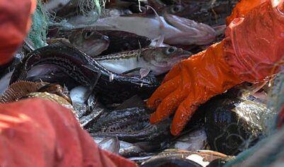 Европейцы не&nbsp;смогли отказаться от&nbsp;некоторых российских продуктов