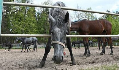 Владелице конного клуба, где отравили лошадей, неоднократно поступали угрозы