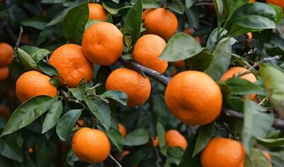 Китайские мандарины бьют рекорды накануне Нового года