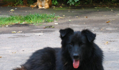 В подмосковном Софрино на фоне дела о расстреле собак началась волна отравлений