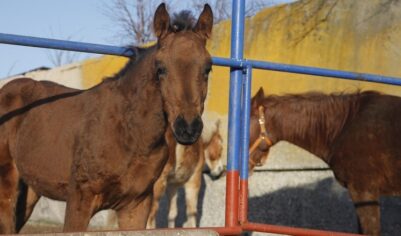 Выяснилась подоплека отравления лошадей в Волгоградской области
