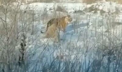 В России фотогеничный тигр устроил случайным водителям дефиле