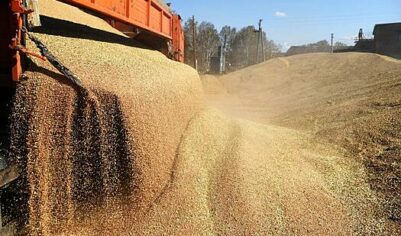Вывоз зерна из России ограничили квотами
