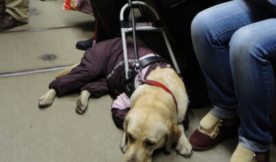 Хозяева собак-поводырей должны буду водить питомцев на диспансеризацию