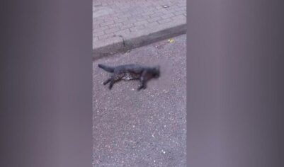 Мужчина, выбросивший из окна кошек, был в неадекватном состоянии