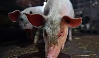 Россия серьезно нарастила экспорт некоторых видов мяса