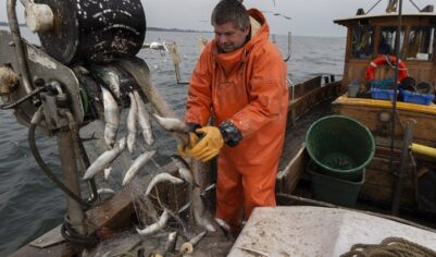 Почему наша рыба уплывает за рубеж