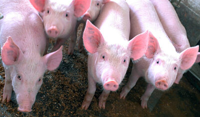 Свинина в России резко упала в цене