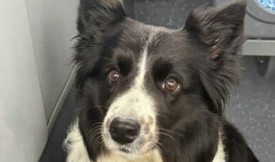 Живодер, обвиняемый в убийстве собаки Симы, может быть причастен к смерти еще одного пса