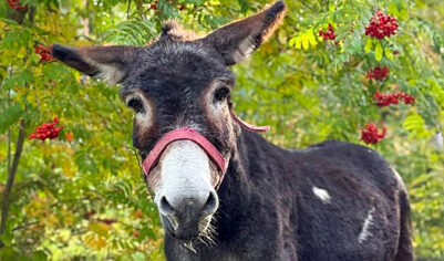 Прибывший из зоны СВО ослик Жорик нашел новый дом в Москве