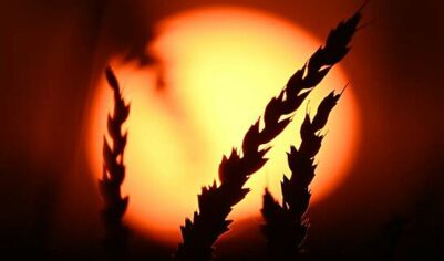 Два десятка стран отказались от российской пшеницы