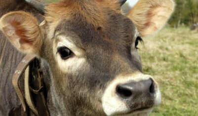 Кровожадные коровы: серия нападений на побережье Корнуолла