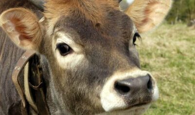 «Коровошеринг»: новое явление в отечественном животноводстве