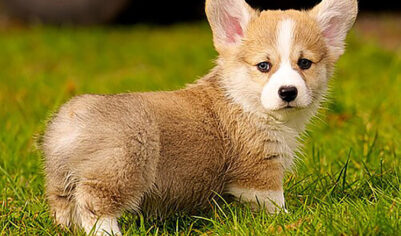 Заводчицу корги наказали рублем за врожденный недуг собаки