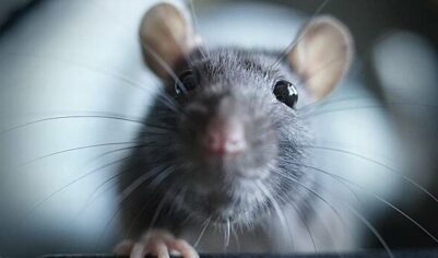 Крысы захватили палату с пациентами в больнице Индии