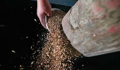 Россия стала главным поставщиком зерна в страну НАТО